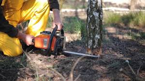 Professional Tree Removal and Landscaping Services in Downers Grove, IL